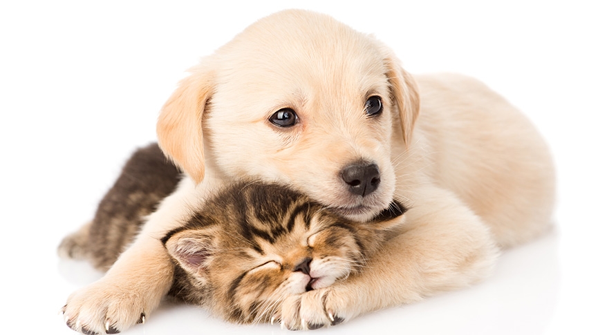 貓狗可以一起養嗎-性格差異-相處技巧與注意事項一覽